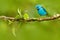 Blue Dacnis, Dacnis cayana, exotic tropic cute tanager with yellow leg, Costa Rica. Blue songbird in the nature habitat. Beautiful