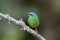 Blue Dacnis female