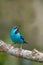 Blue Dacnis male