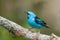 Blue Dacnis male