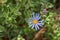 Blue daisy