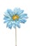 Blue daisy