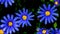 Blue Daisy