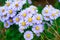 Blue Daisy, Blue Marguerite