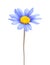 Blue daisy bush flower