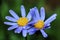 Blue daisy or Felicia amelloides