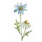 Blue daisy. Floral botanical flower. Wild spring leaf wildflower isolated.