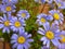 Blue Daisy flower Felicia amelloides