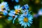 Blue daisy flowers as well called violet Rhone Aster Sedifolius in summer meadow.