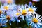 Blue daisy flowers as well called violet Rhone Aster Sedifolius in summer meadow.