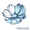 Blue daisy hand-drawn ink on a white background. Vector illustration cut to white