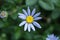 Blue daisy, Italian Aster