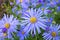 Blue Daisy plant.