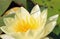 Blue Damsel Fly perched on the petal of a bright yellow water lily in full bloom