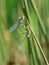 Blue Damselflies mating