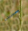 Blue damselfly