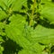 Blue Damselfly Coenagrionidae on stinging nettle leaf, macro, selective focus, shallow DOF