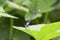 Blue Damselfly on Edge of a Leaf