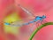 Blue damselfly macro closeup