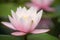 Blue damselfy standing on waterlily flower