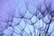 Blue dandelion background