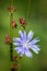 blue dandelion flower and bud close up