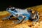 Blue dart frog