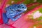 Blue Dart Frog