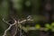 Blue Dasher on Dead Limbs