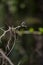 Blue Dasher on Dead Limbs