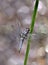 Blue Dasher Dragon Fly on a Reed Near a Pond with Reflective Highlights