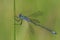 Blue Dasher Dragonfly