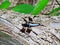 Blue Dasher Dragonfly on a Log