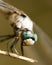 Blue Dasher Dragonfly - Pachydiplax longipennis