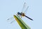 Blue Dasher Dragonfly Perched on Palm Frond