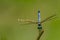 Blue Dasher Dragonfly on reed