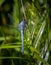A blue dasher dragonfly rests momentarily on a reed in the wild