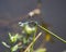 Blue Dasher Dragonfly, Walton County Georgia, USA