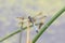 A Blue Dasher Pachydiplax longipennis Dragonfly Perched Near a Small Marsh