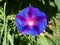 Blue Dawn Moonflower