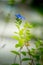 Blue Daze Morning Glory flower