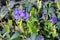 Blue decorative flowers on a background of green leathery leaves in a flower bed in early spring russia