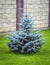 Blue decorative spruce