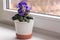 Blue decorative violet in a small pot on a home windowsill.