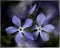 Blue delicate flowers on a dark background