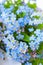 Blue delicate forget-me-not flowers - natural floral background