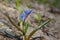 A blue delicate Scilla flower in early spring. Awakening of nature