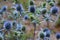 Blue delicate wildflowers close-up on a gentle blurred background, wildflowers.