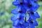 Blue delphinium in close up in blooming time.