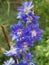 Blue Delphinium flower